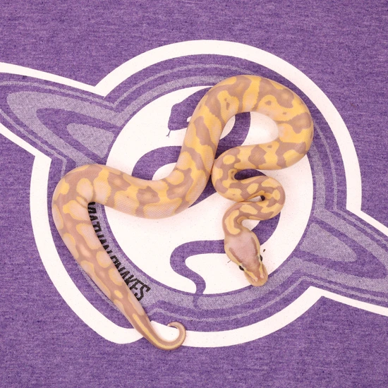 Leviathan Ball Python Banana Enchi Pastel Het Axanthic (VPI) 50% Het Clown Ball Python by ...