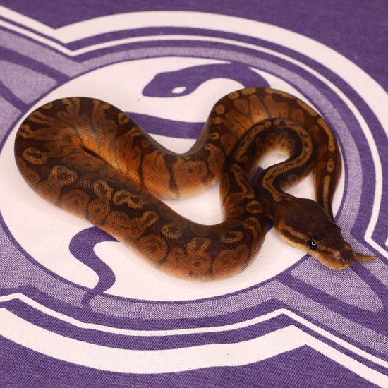 Leviathan Ball Python Zoey Ball Python by LEVIATHAN