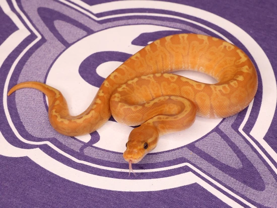 Leviathan Ball Python Orange Dream UltraSun Ball Python by LEVIATHAN