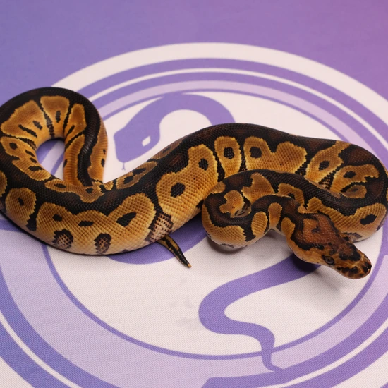 Leviathan Ball Python Clown Ball Python by LEVIATHAN