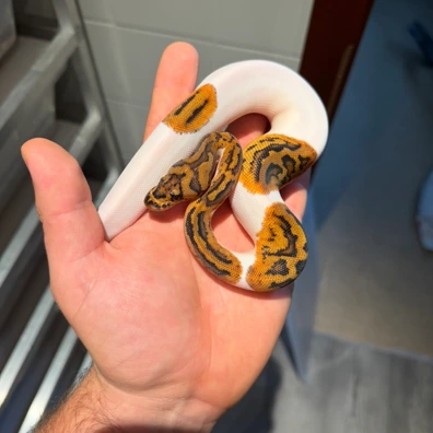 Clown Pied + Extra Gen Ball Python - female for sale from Morph Paradise