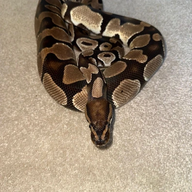 Normal Ball Python - female for sale from HL Royoa