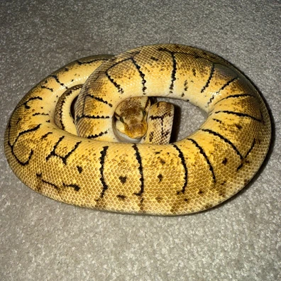 Chocolate Blast 50% Dh Hypo Clown Ball Python - male for sale from HL Royoa