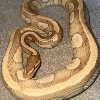 Coral Glow Het G Stripe Ball Python - male for sale from HL Royoa