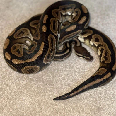 Black Pastel Dh VPI Pied Ball Python - male for sale from HL Royoa