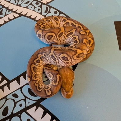 Mojave Fire Hurricane Possible YB Clown