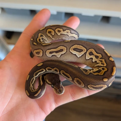1.3 Hurricane Het Clown Ball Python - unknown for sale from Inspiring_morphs