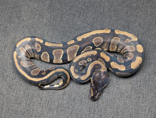Mahogany Het Pied Ball Python by Frilled Neck Dragon UK