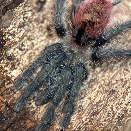 Peruvian Red Rump Thrixopelma Ockerti (Peruvian Flame Rump) Tarantula by Nature's ...
