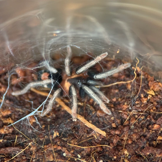 Cyriocosmus Elegans (Trinidad Dwarf) Tarantula by Nature's Exquisite