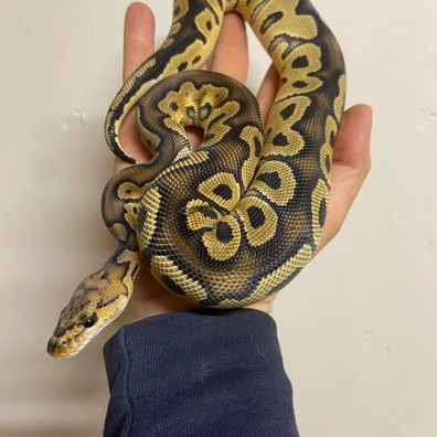 Chocolate Orange Dream Clown Ball Python - female for sale from Collective constrictors