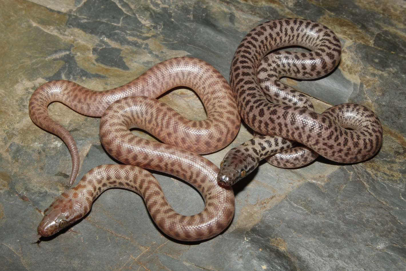 T+ Children's Python by Steve Bostwick Reptiles