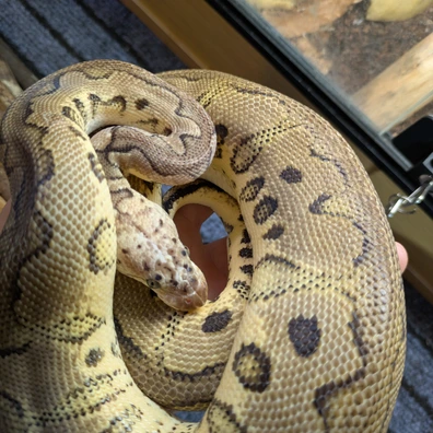 Leopard Yellow Belly Clown Het Pied Ball Python - male for sale from Wilson Exotics