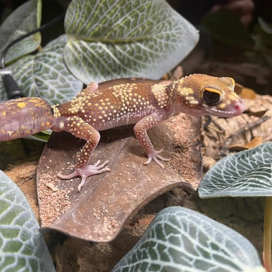 Knob-Tailed Geckos For Sale - MorphMarket US & Canada