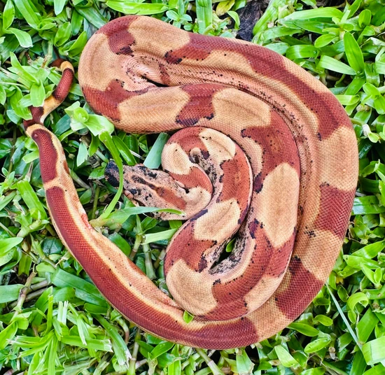 IMG Pastel Pos Super Hypo Jungle Parahet Boa Constrictor by The Boa Captain