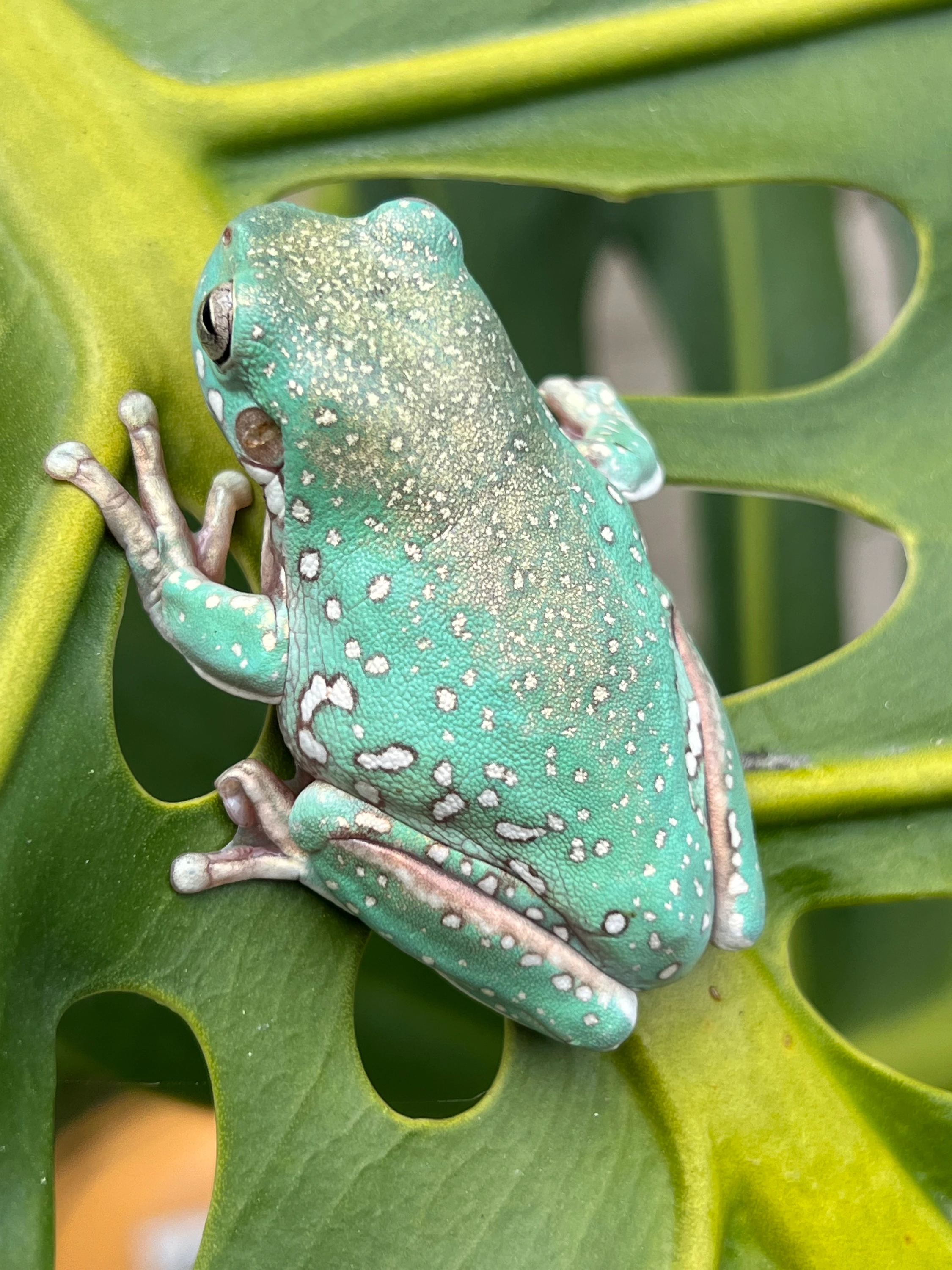 Frog Tree 麟核 月虹 Alternative Japanese Forest Green Tree Frog CB | New Moon Reptiles