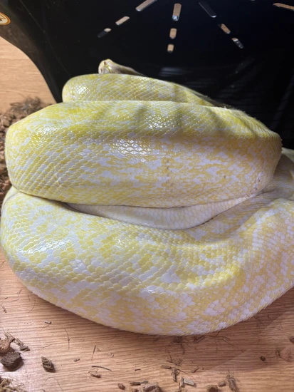 Albino Granite Burmese Python by Littlekingsandmilks
