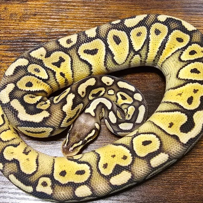 Super Pastel Poss Yellowbelly Het Clown Ball Python - female for sale from Livingstonroyalpythons.