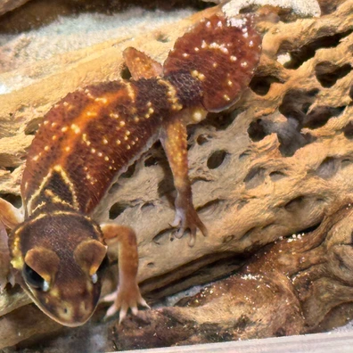 未開封品 OZWRT Agave Leaf Tailed Gecko 17cm Giant Leaf Tail Gecko For Sale - Imperial Reptiles