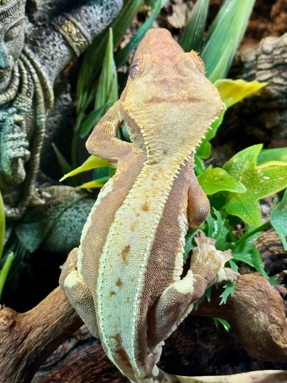 Red Lilly White Crested Gecko by Lizard_Wizzard