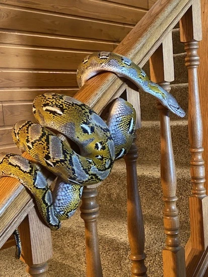 Super Dwarf Sunfire (Kalatoa) Reticulated Python by Midwest Snakes ...