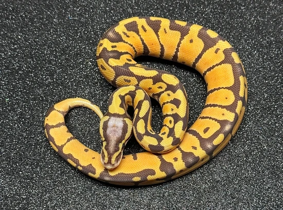 Pastel Monarch Ball Python Pastel Monarch 66% Het Pied Ball Python by Snakestationuk
