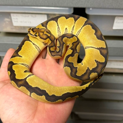 2025 Plus Gene Clown