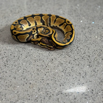 Yellow Belly Het Clown Het Genetic Stripe Ball Python - male for sale from Lloyds Morph Mania