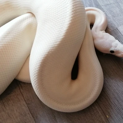 Super Fire Only For Hamm In March Ball Python - male for sale from Alexander's kleine Reptilienwelt