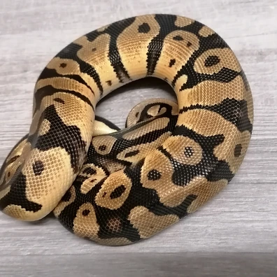 Classic Het Pied /Enchi Pastel Het Pied Only For Hamm In March Ball Python - unknown for sale from Alexander's kleine Reptilienwelt
