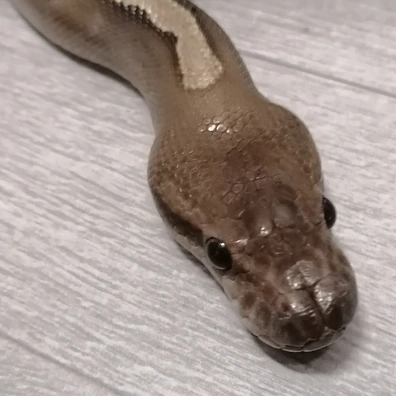 GHI Black Pastel YB Het Orange Ghost Only For Hamm In March Ball Python - male for sale from Alexander's kleine Reptilienwelt