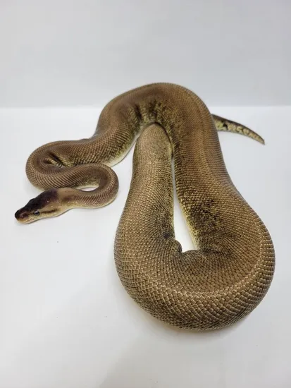 Pastel Cinder Black Pastel (Shipped!) Ball Python by Locked N' Loaded ...