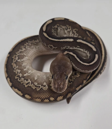 Black Pastel Cinder Lesser Het Clown Ball Python by Locked N' Loaded ...