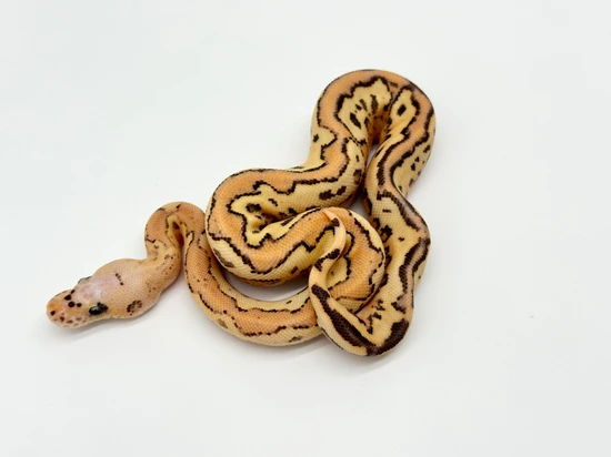 OD Vanilla Fire Clown Ball Python by Binford Reptiles