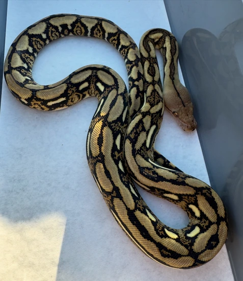 Tiger DH Indo Or Purple Ocelot Reticulated Python by Scale House