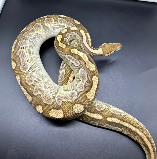 Lesser Specter RTB Female Ball Python by Feral Exotics