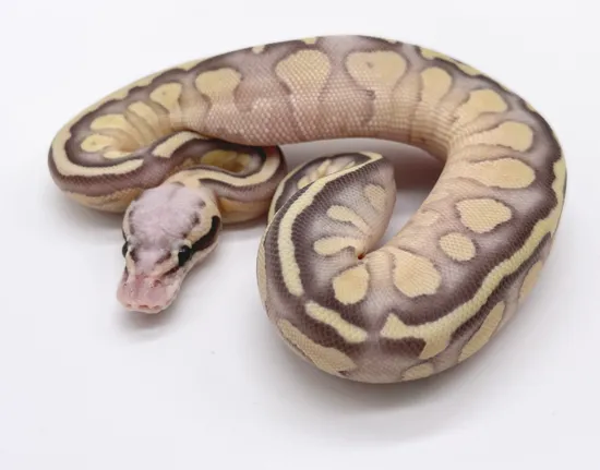 Scaleless Head Pastel Enchi Butter Fire Ball Python by Loren Morales ...