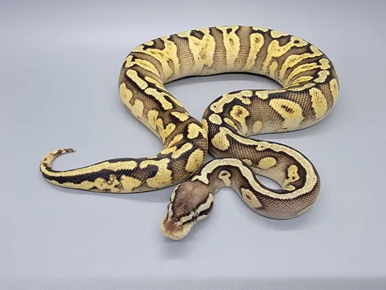 Pastel GHI Calico Ball Python by MacRae's Morphs