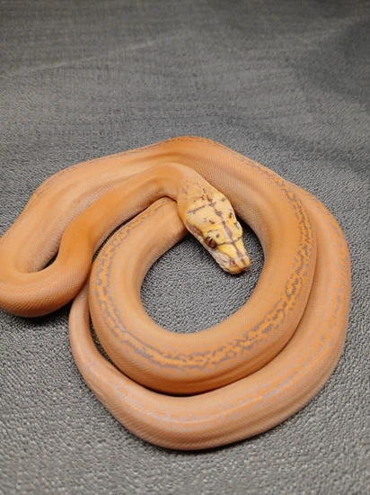 Purple Golden Child Motley Reticulated Python by LRH Reptiles
