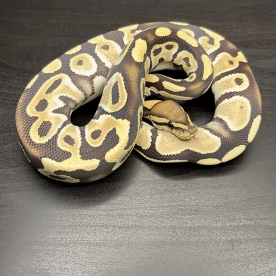Blackpastel Desertghost Het Hypo