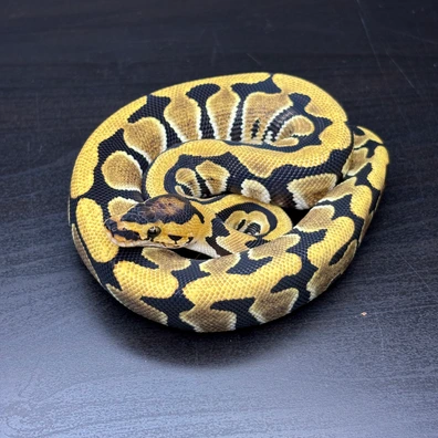 Enchi Het Cryptic Het Clown Het Hypo Het Dg Het Pied