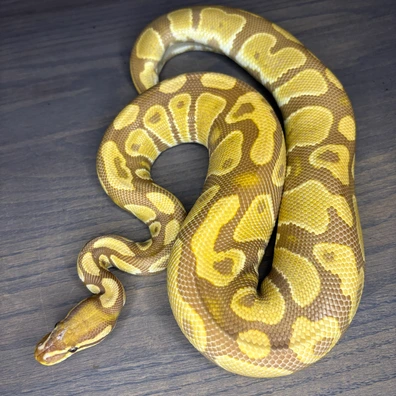 Ultramel Het Pied Ball Python - female for sale from Future__royals