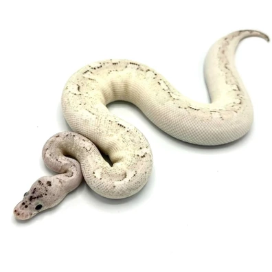 Black Axanthic Highway Clown Ball Python - male for sale from Future__royals