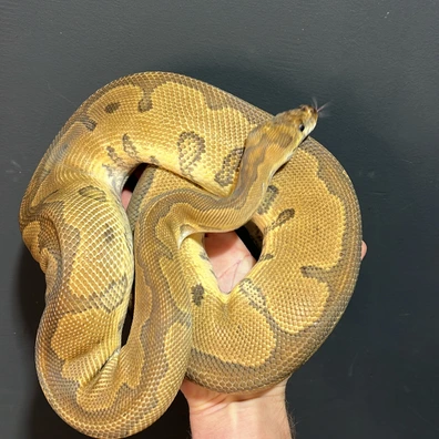 Redstripe Clown Ball Python - male for sale from Future__royals