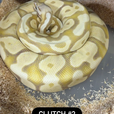 Banana Pastel Desertghost Ball Python - female for sale from Future__royals