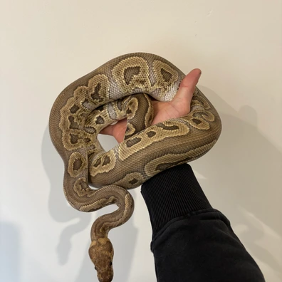 Ghi Red Stripe Clown Ball Python - female for sale from Future__royals