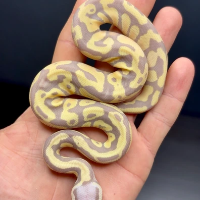 Banana Pastel (Female Maker)100% Het Vpi Axanthic / Het Desertghost / Het Clown Ball Python - male for sale from Future__royals