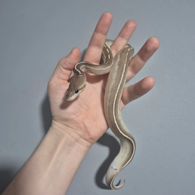 Lesser Carnivore Pinstripe Cinnamon Poss-fire Poss-Vanilla Het-Clown Ball Python - male for sale from Grey Hydra Exotics