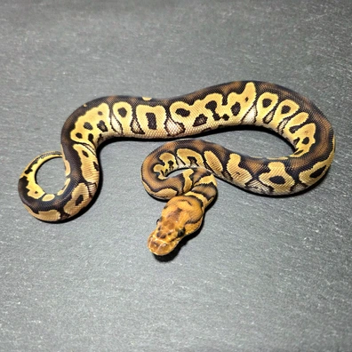 Clown Dh Desert Ghost Genetic Stripe