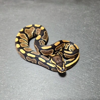 Th Clown Desert Ghost Genetic Stripe